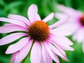 Immunrendszer�nk v�delme